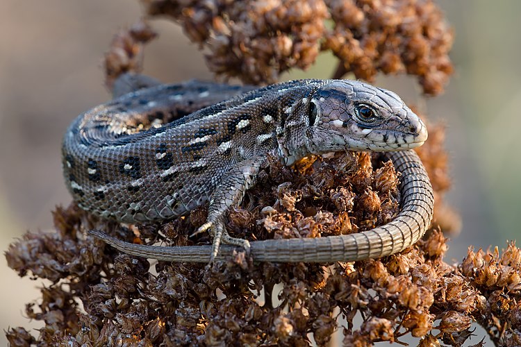 Прыткая ящерица (Lacerta agilis)