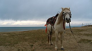 Un petit cheval gris-blanc regardant vers le photographe.