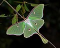 Actias luna（英語：Actias luna）（天蠶蛾科）