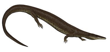 Reconstrucción de un A. dalmaticus.