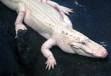 Close-up of a captive albino alligator