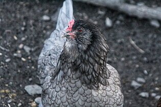 Améraucana avec sa barbe et ses favoris.