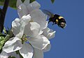 Bumble bee targeting apple blossom in Calgary, Alberta