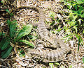 Tegus at Iguazu Falls,  Argentina