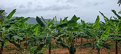Plantain cultivation in Palmarejo