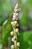 Inflorescence.