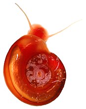 Albino freshwater snail Biomphalaria glabrata showing the red oxygen-transport pigment haemoglobin. Without its normal pigment, the shell of this species is translucent.