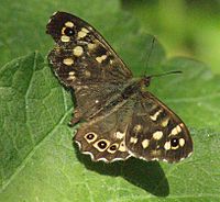 Eyespots of speckled wood (Pararge aegeria) distract predators from attacking the head. This insect can still fly with a damaged left hindwing.