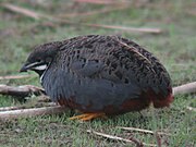 Coturnix chinensis