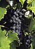 Fer grapes, also known as Braucol