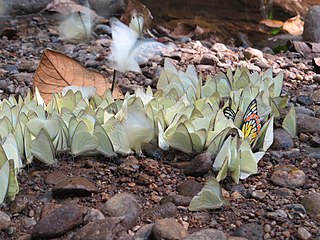 Aggregation of butterflies mud puddling