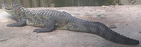 Silmälasikaimaani (Caiman crocodylus)