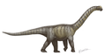 Camarasaurus