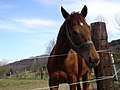 Cavallo in un Maneggio