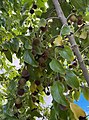 Ceylon gooseberries, Florida