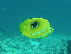 Un Poisson-papillon de Bennett (Chaetodon bennetti)