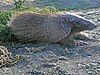 A hairy fawn-colored armadillo at repose