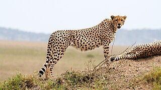 Guepardo (Acinonyx Jubatus)