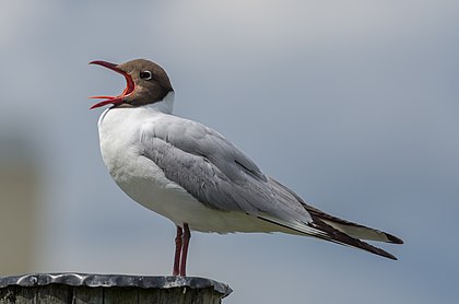 Guincho-comum (Chroicocephalus ridibundus). (definição 3 374 × 2 235)