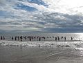 The Coney Island Polar Bear Club in the water on December 22nd, 2013