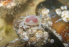 Un crabe pinnothère sorti de sa coquille de moule