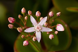 Crassula ovata RTBG