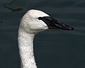 Trumpeter swan - close up