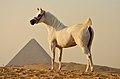 Gray Arabian mare in Egypt