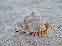 Une coquille de Distorsio anus, échoué sur la plage.