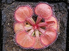 Description de l'image Drosera falconeri Darwiniana.jpg.