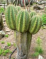 Echinopsis terscheckii