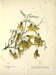 Sophora tetraptera (kowhai). Un petit arbre poussant dans l’Île du Nord et l’Île du Sud. Il est abondamment couvert de fleurs jaunes or au début du printemps. Le bois est extrêmement dur. [1899?]. Ref: PUBL-0024-1-05. Alexander Turnbull Library, Wellington, New Zealand.