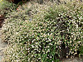 Eriogonum parvifolium