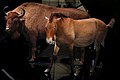 Espèces menacées réintroduites : Bison européen et cheval de Przewalski[18]