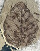Fothergilla malloryi leaf