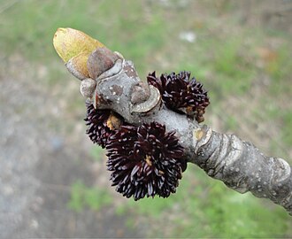 Detail of twig showing C-shaped leaf scar