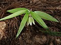 2018年4月30日 (月) 11:30時点における版のサムネイル