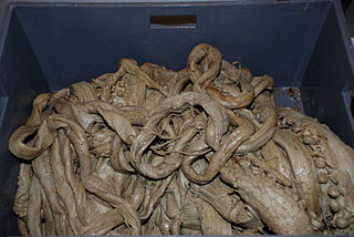 ?#69 (10/4/1896) and others Assorted arms and tentacles of several old giant squid specimens from the NTNU Museum of Natural History and Archaeology (see also before and during removal from box, and details of tentacular club)