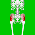 Position of gluteus medius muscle (shown in red). Hip bone is shown in semi-transparent.