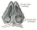 Nasal septum