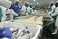 Filleting hake on a production line