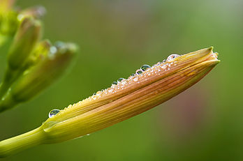 Le bouton floral d’une hémérocalle (Hemerocallis spp.) perlé de rosée. (définition réelle 3 008 × 2 000)