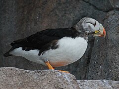 Un oiseau tourné vers la droite avec ventre blanc et dos noir, tête grisâtre et bec au bout rouge-orangé