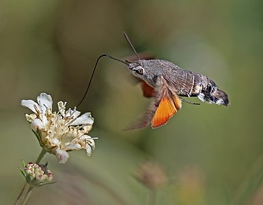 Hummingbird hawk-moth, by Charlesjsharp