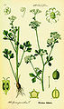 Wild celery, Apium graveolens (wild form of well-known vegetable)