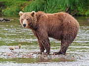 Brown bear in river