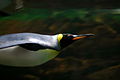 King Penguin swimming underwater