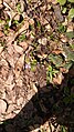 Lunaria annua, cvet