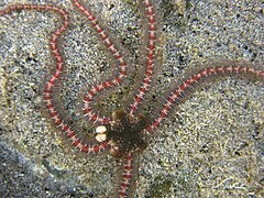 Macrophiothrix oliveri