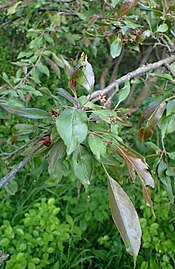 Foliage